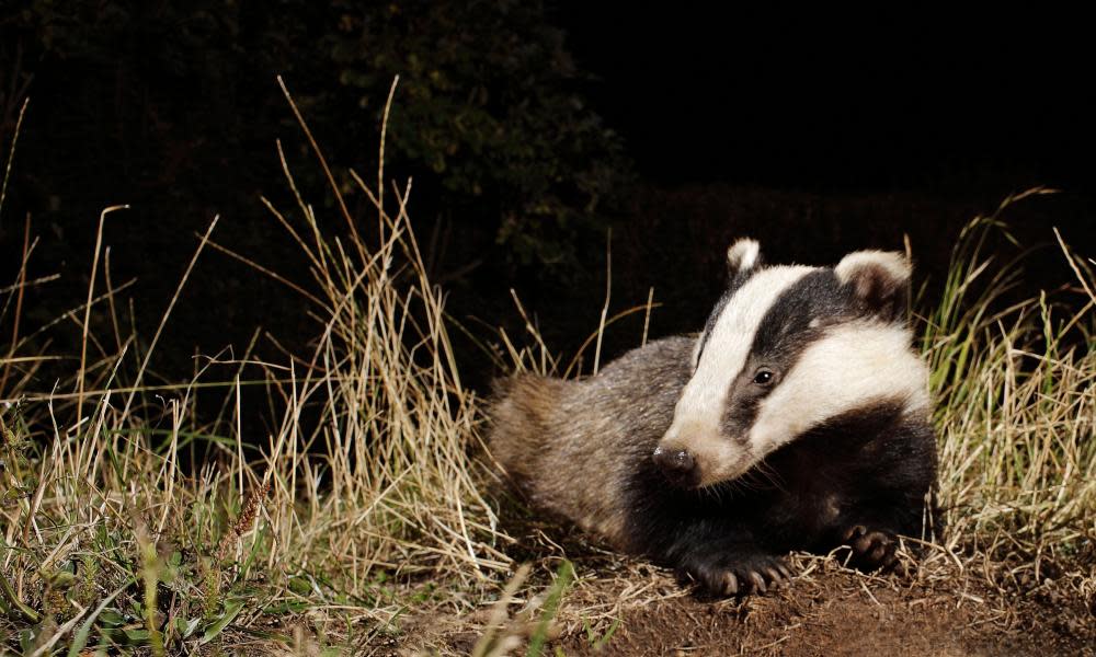 <span>Photograph: Tony Watson/Alamy</span>