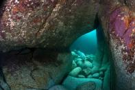 Habitat Category Winner: 'Grey Seal In Underwater Cave', by Alexander Mustard, taken near Lundy Island, Devon