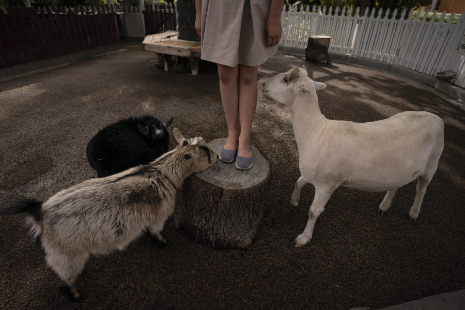 Abigail Ansdell, a 11-year-old daughter of Allan Ansdell Jr., owner and president of Adventure City amusement park, interacts with goats in the park's petting farm while helping her father prepare for the reopening of the amusement park in Anaheim, Calif., Wednesday, April 14, 2021. (AP Photo/Jae C. Hong)