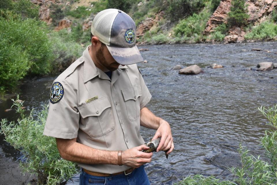 Colorado Parks and Wildlife aquatic biologist Kyle Battige holds a brown trout pulled from the bank of the  Poudre River on July 21, 2021, the day following a flash flood and debris flow on the river. The flood sent loads of sediment into the river, suffocating thousands of fish.