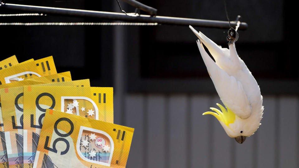 A cockatoo hanging from a clothesline. $50 notes as an inset.