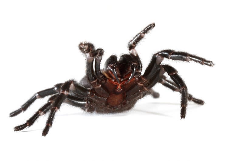 The deadly funnel web spider (Rex)