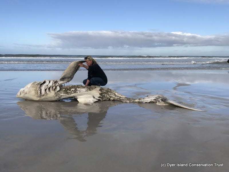 The carcass of a great white shark.