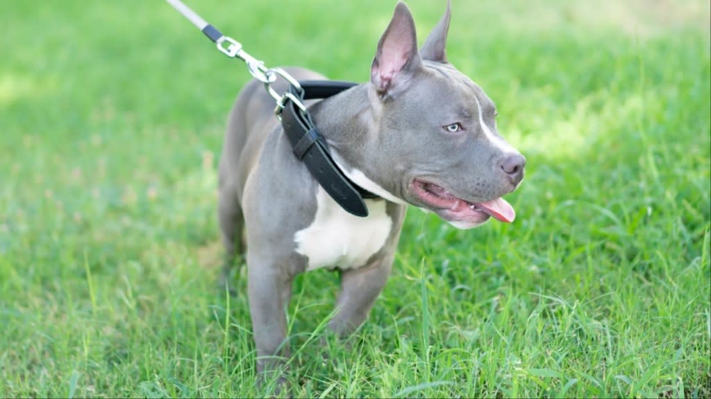 Pocket Bully puppy on grass.