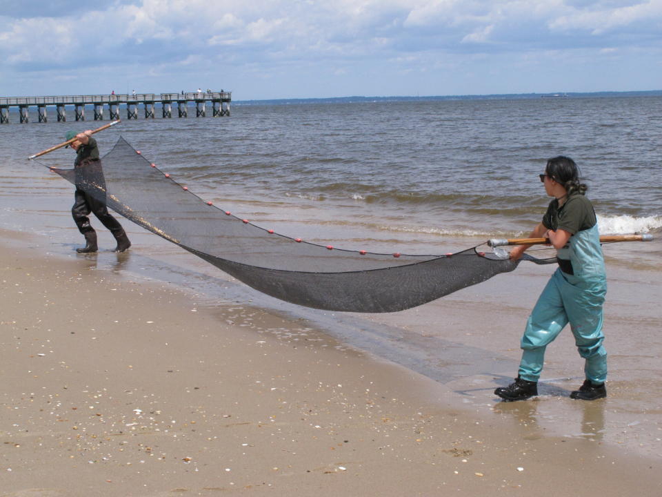 In this June 3, 2019 photo, Frankie Wilton,left, and Emily McGuckin, both employees of the Monmouth County parks system, drag a seining net through the shallow waters of Raritan Bay in Middletown N.J. as part of a program to show schoolchildren the various types of marine life in the bay. New Jersey environmental officials are due to decide Wednesday, June 5 on key permits for a nearly $1 billion pipeline that would bring natural gas from Pennsylvania through New Jersey, out into Raritan Bay and into the ocean before reaching New York and Long Island. (AP Photo/Wayne Parry)