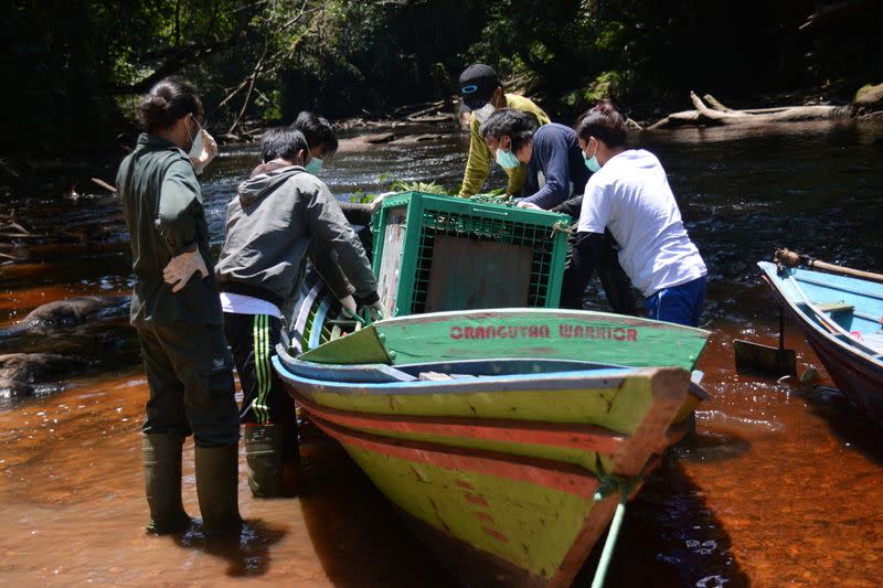 Orangutan released into the Borneo island