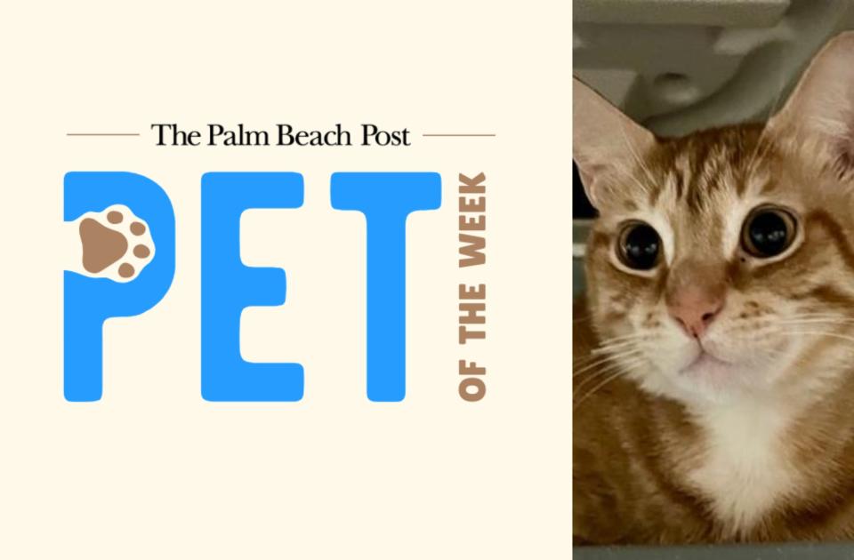 Simone, a three-year-old Tabby cat, is The Palm Beach Post's adoptable pet of the week for the week of April 8, 2024.