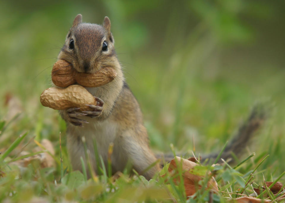 Peanut squirrel trying to figure out how to carry two big peanuts to his den in one trip.