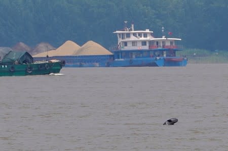 A porpoise is pictured at the Yangtze river near the city of Nanjing