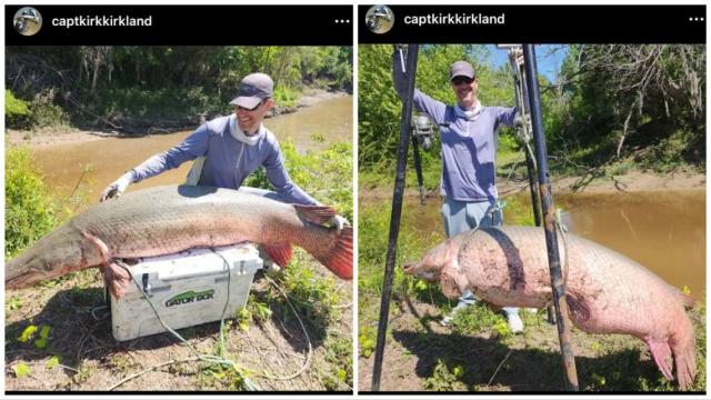 Massive alligator gar caught in Texas river may be a world record.  'Absolute monster