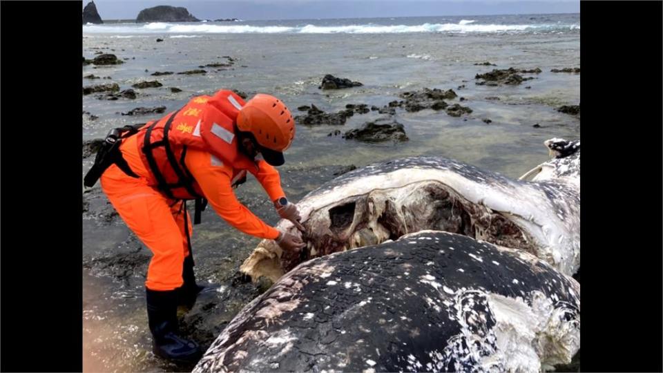 1日2死！ 台東、綠島接連傳鯨豚擱淺死亡案件