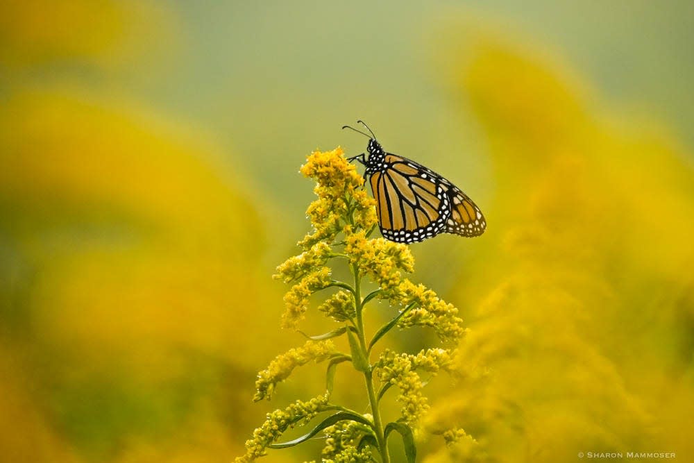 A monarch butterfly in a field of goldenrod at Pleasant Grove