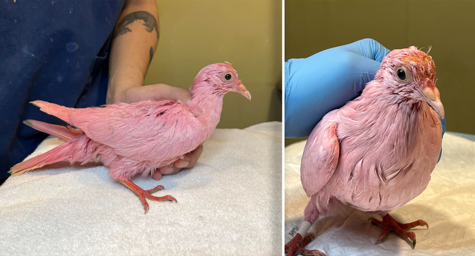 Two images of the bright pink pigeon in care. A human hand can be seen holding it.