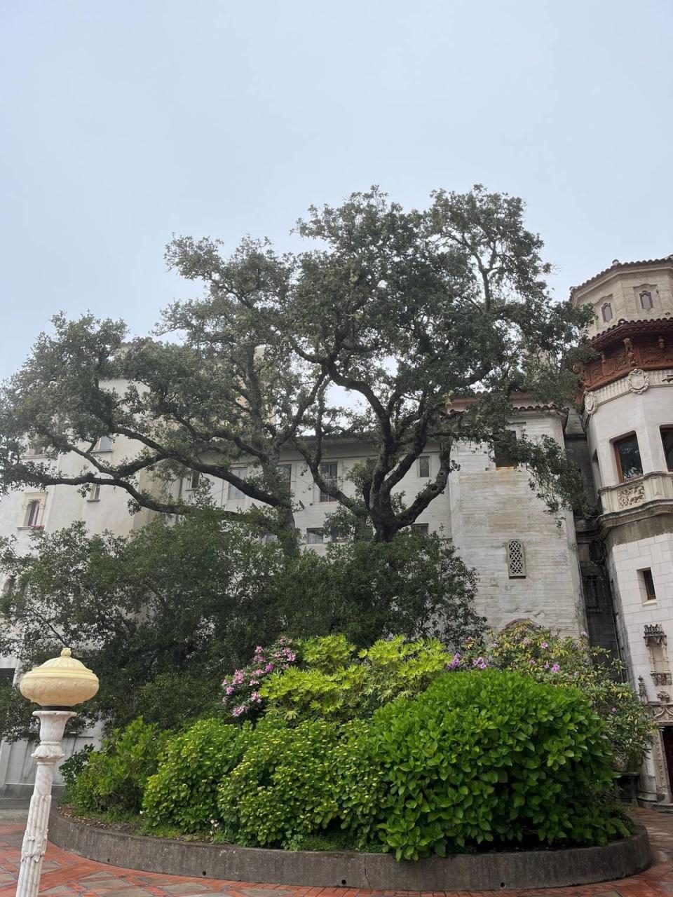 A coast live oak tree at Hearst Castle will be removed starting May 21, 2024, according to State Park officials. The tree has battled a fungal roof rot disease for nearly a century, according to Castle records. It will be replaced with a smaller tree.