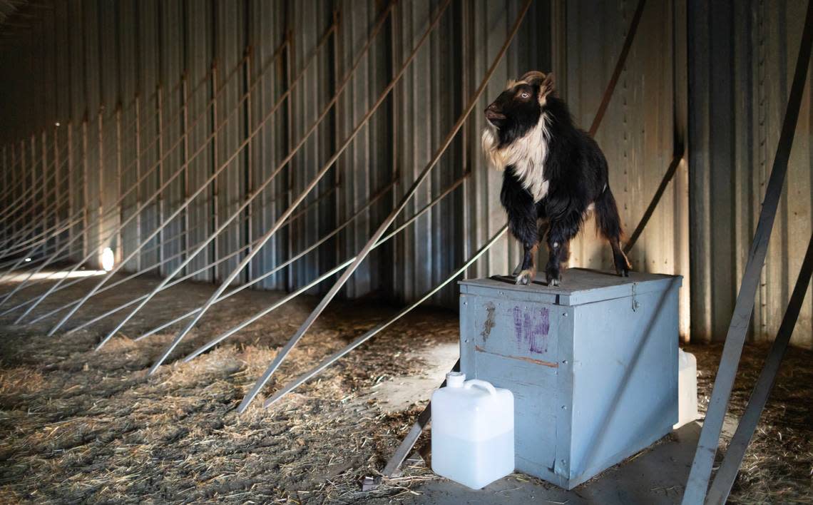 A Nigerian dwarf goat owned by former Wilson Mayor David Criswell climbs up on a box inside an abandoned grain storage building. Criswell currently owns 12 goats but city ordinance guidelines only allow him to keep two on any given property within city limits.