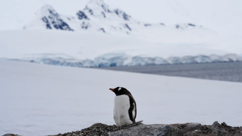 The gentoo population has exploded by as much as 30,000% in just a few years. - Bill Weir/CNN