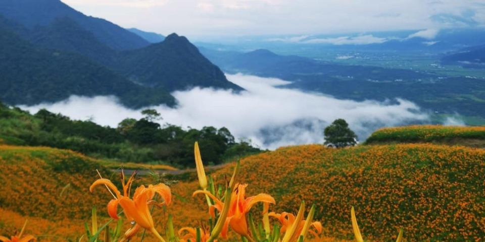 花蓮六十石山金針花海。（中華旅行社提供）