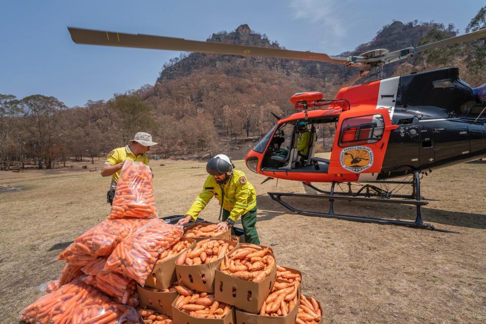 The New South Wales National Parks and Wildlife Service dropped thousands of pounds of carrots and sweet potatoes from helicopters to assist the brush-tailed rock-wallaby population.