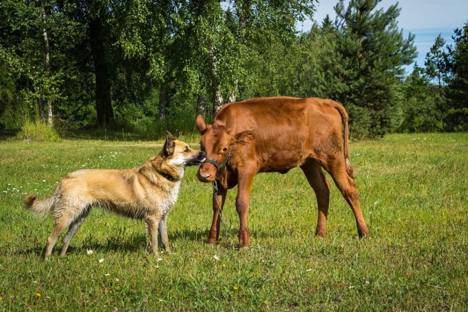 外國飼主接小牛回家照顧，沒想到卻引起愛犬誤會，以為自己要被拋棄了。(示意圖/達志影像)