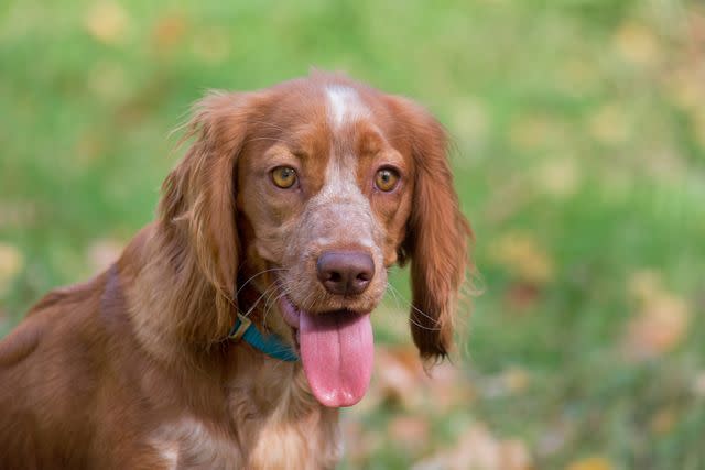 <p>Getty Images/SergeyTikhomirov</p> Russian Spaniels are similar to Cocker Spaniels