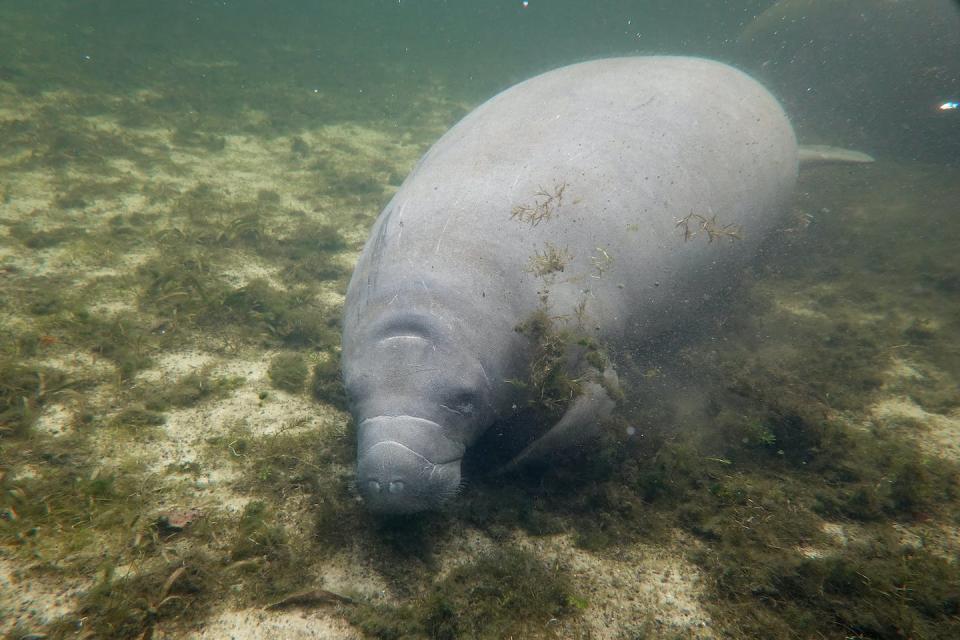 A manatee feeding on seagrass in Homosassa, Fla. Starvation due to loss of seagrass beds has been a primary cause of manatee deaths in Florida in recent years. <a href="https://www.gettyimages.com/detail/news-photo/manatee-swims-in-the-homosassa-river-on-october-05-2021-in-news-photo/1345029768" rel="nofollow noopener" target="_blank" data-ylk="slk:Joe Raedle/Getty Images;elm:context_link;itc:0;sec:content-canvas" class="link ">Joe Raedle/Getty Images</a>