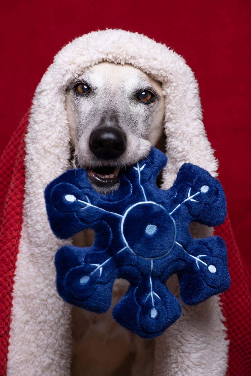 Fluff & Tuff’s 2021 Holiday Charity Toy Snowflake serves a higher purpose, since 100 percent of profits from its sale will be donated to purchase food for dogs in shelters and rescue groups.