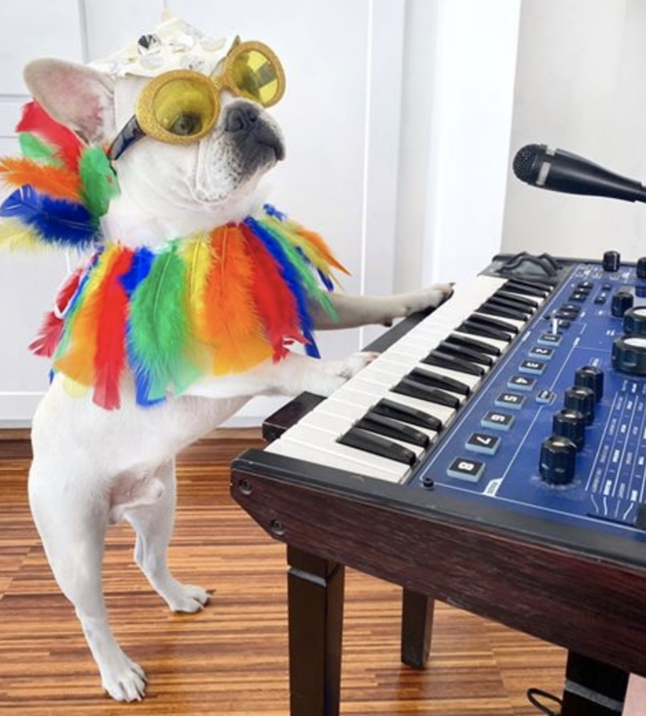 Elton John Dog Costume