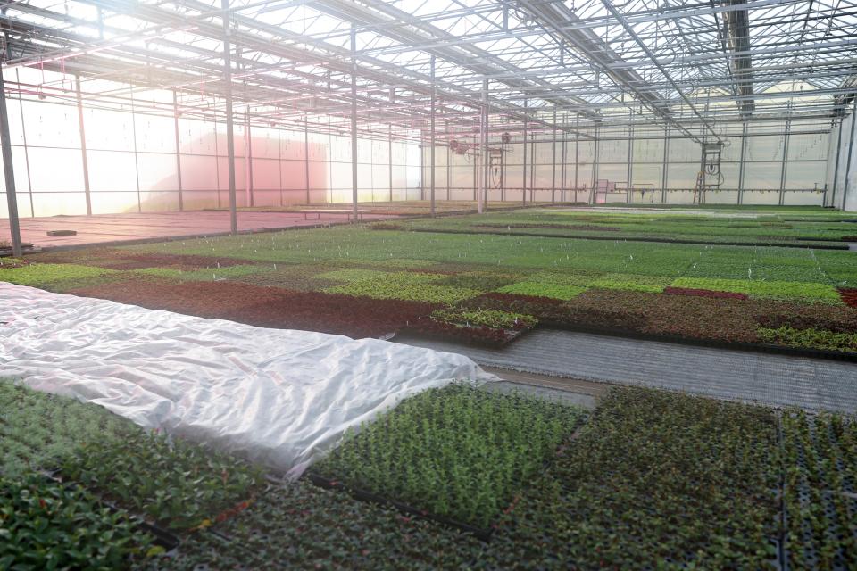 Mist is sprayed to create a humid environment to promote growth as plants await being pulled for shipment at Fessler Nursery.