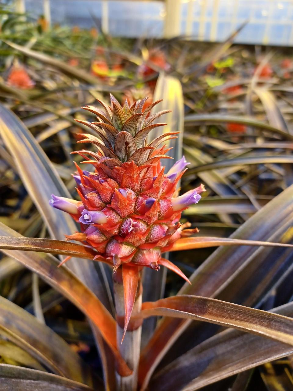 Young pineapple growing among pointy leaves, with purple flowers emerging from its top