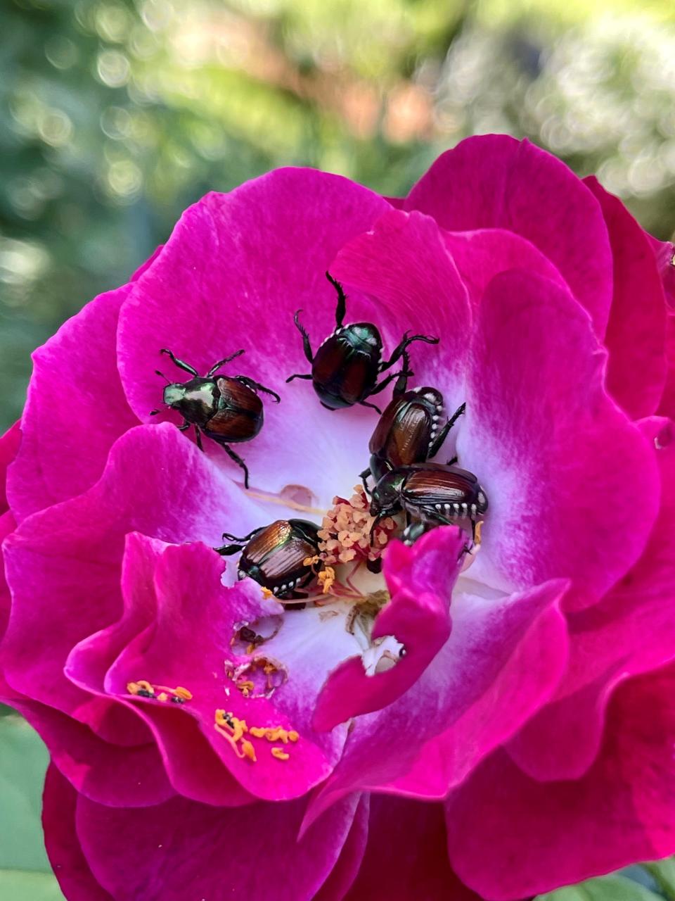 Japanese beetles feast on a rose, one of their favorite plants. They can feed on and damage more than 300 plants, including trees, raspberries and basil.