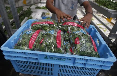 A worker packs fresh produce at Sky Greens vertical farm in Singapore July 30, 2014. REUTERS/Edgar Su