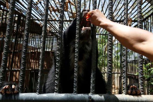 An Andean bear stretch its claw inside a cage at the Paraguana zoo in Punto Fijo. Source: Reuters