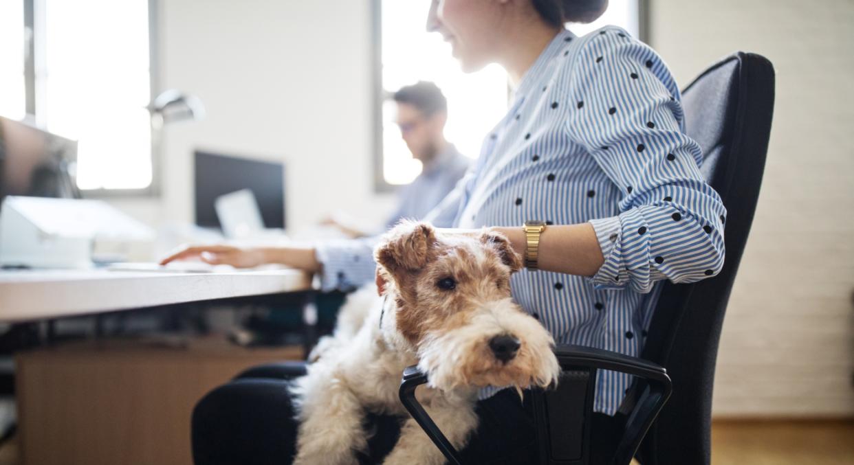 As we start to return to the office, more of use want to take our dogs with us (Getty)