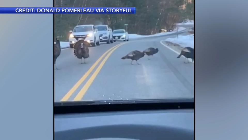 Ein Autofahrer nahm das ungewöhnliche Spektakel mit dem Handy auf. (Bild: Donald Pomerleau via Storyful)