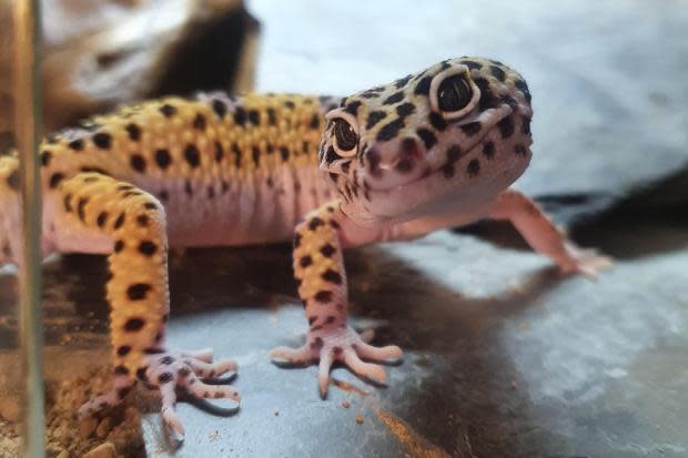 TWO-year-old Leopard Gecko Vinny, a graduate of Southampton Reptile Shop in Merryoak, is so clever he can even tell the time!