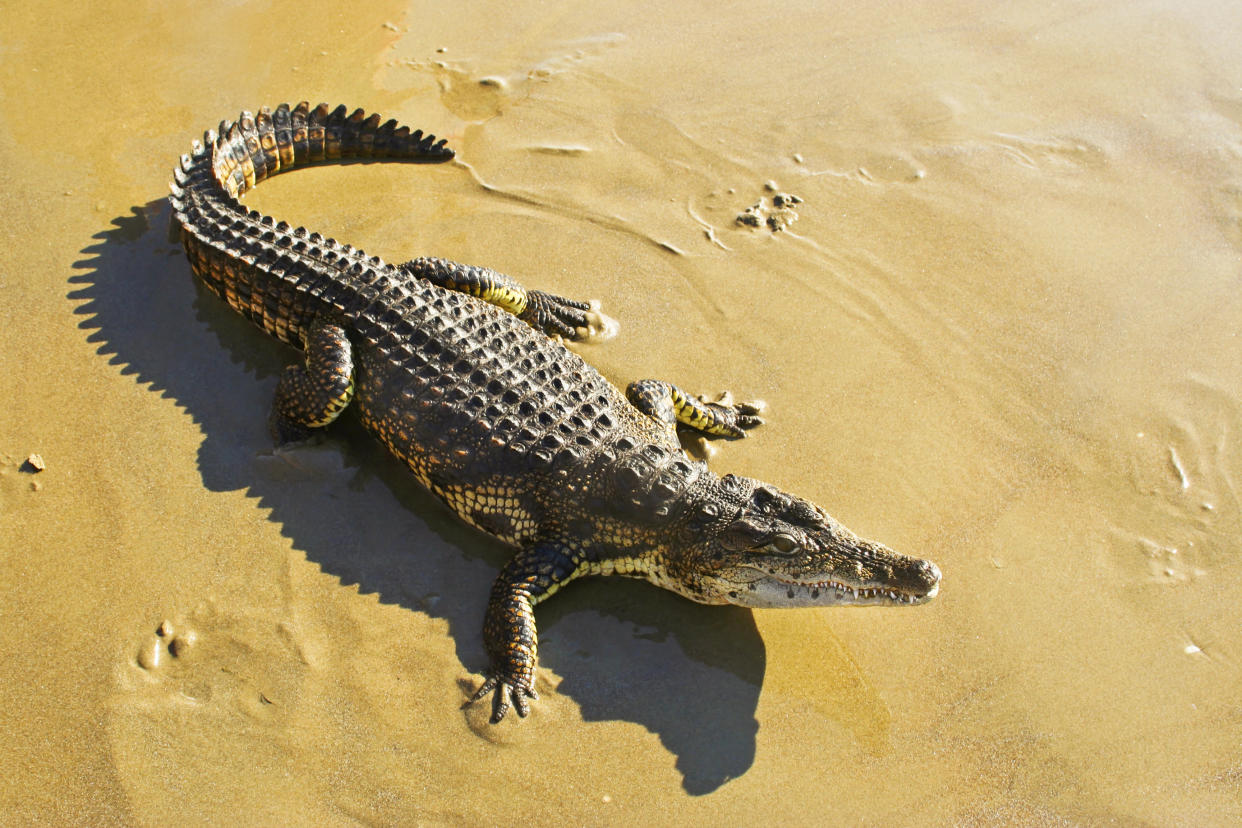 Süßwasserkrokodile zählen zu den schwersten Reptilien der Erde. (Bild: Getty Images)