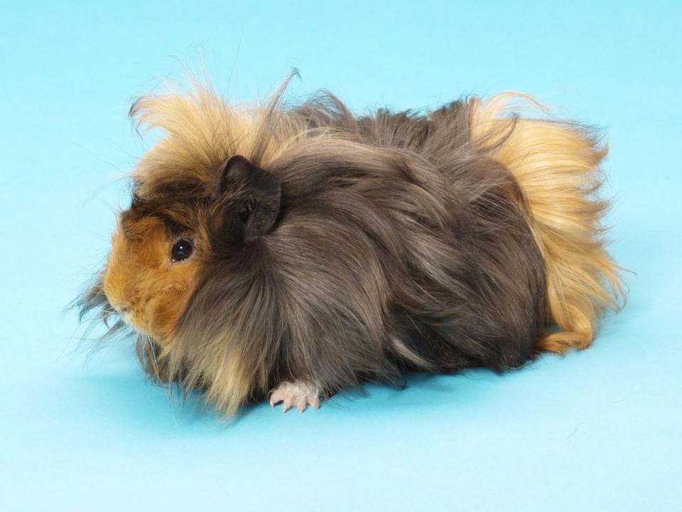 guinea pig on blue background