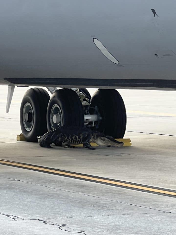 An alligator was seen resting underneath an aircraft at MacDill Air Force Base in Florida. It was later relocated to a river.  / Credit: MacDill Air Force Base