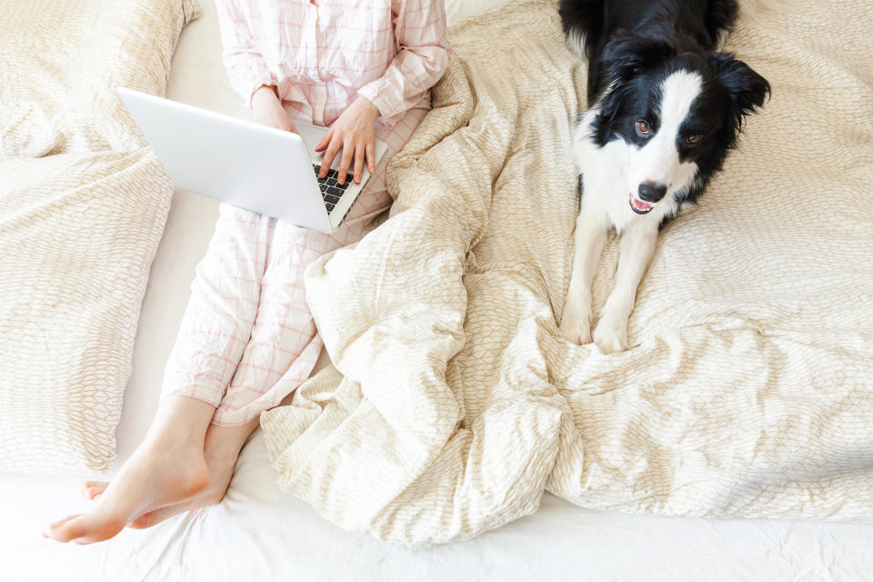 Mobile Office at home. Young woman in pajamas sitting on bed with pet dog working using on laptop pc computer at home. Lifestyle girl studying indoors. Freelance business quarantine concept
