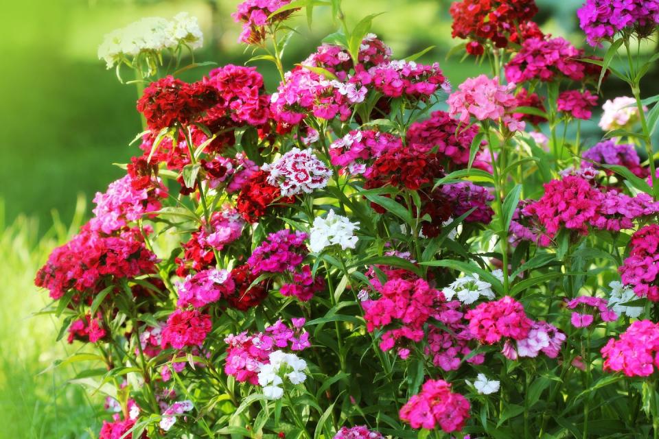 17) Dianthus