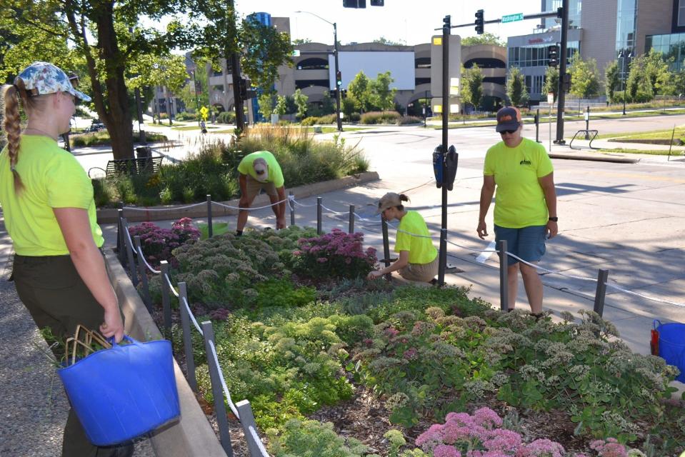 Iowa City Park crews get lots of sun-enriched vitamin D as they plant and maintain native perennials throughout the city. Two new garden installations at the corner of Washington and Gilbert streets feature a succulent garden and an ornamental grass garden. Fencing was added to protect plants while they get established in the new garden.