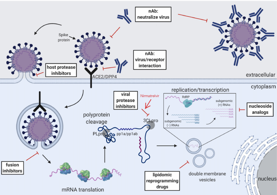 <span class="caption">Figura 1. Esquema del ciclo de replicación del coronavirus y pasos clave para los objetivos antivirales. Los recuadros blancos indican el subtipo de antivirales que actúan de forma extracelular o intracelular. Los diferentes pasos del ciclo de replicación del coronavirus se ilustran en forma de viñetas, incluyendo la unión al receptor, la fusión de la membrana, la replicación del ARN viral, la transcripción del ARN subgenómico y la traducción.</span> <span class="attribution"><span class="source">(Tse et al., 2021).</span>, <span class="license">Author provided</span></span>