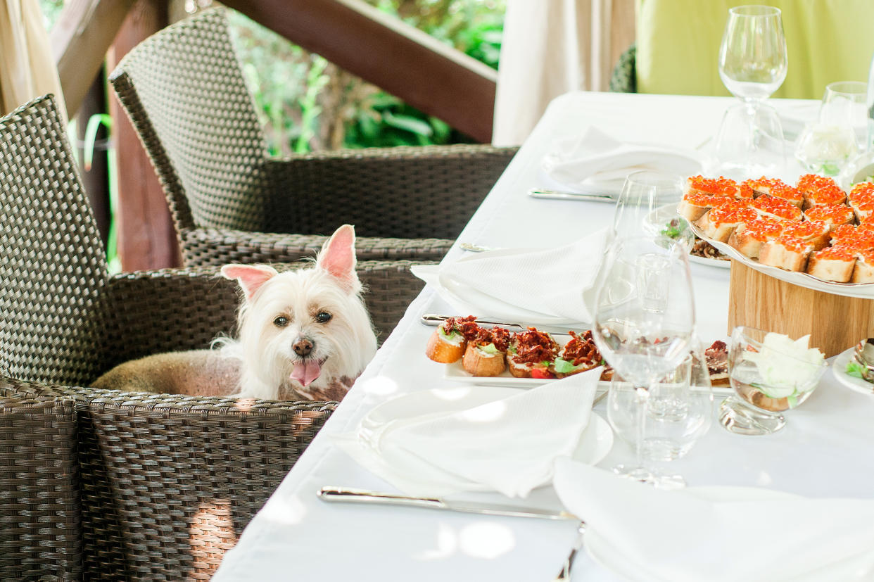 Un perro sentando como un comensal más en una mesa de restaurante. Imagen vía Getty.