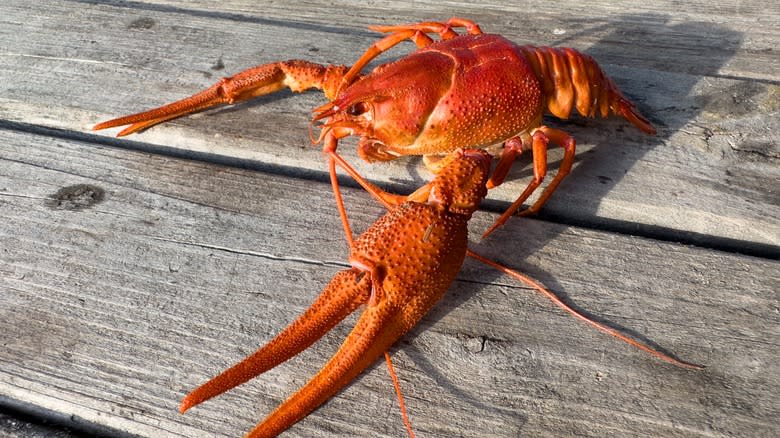 Crawfish on table