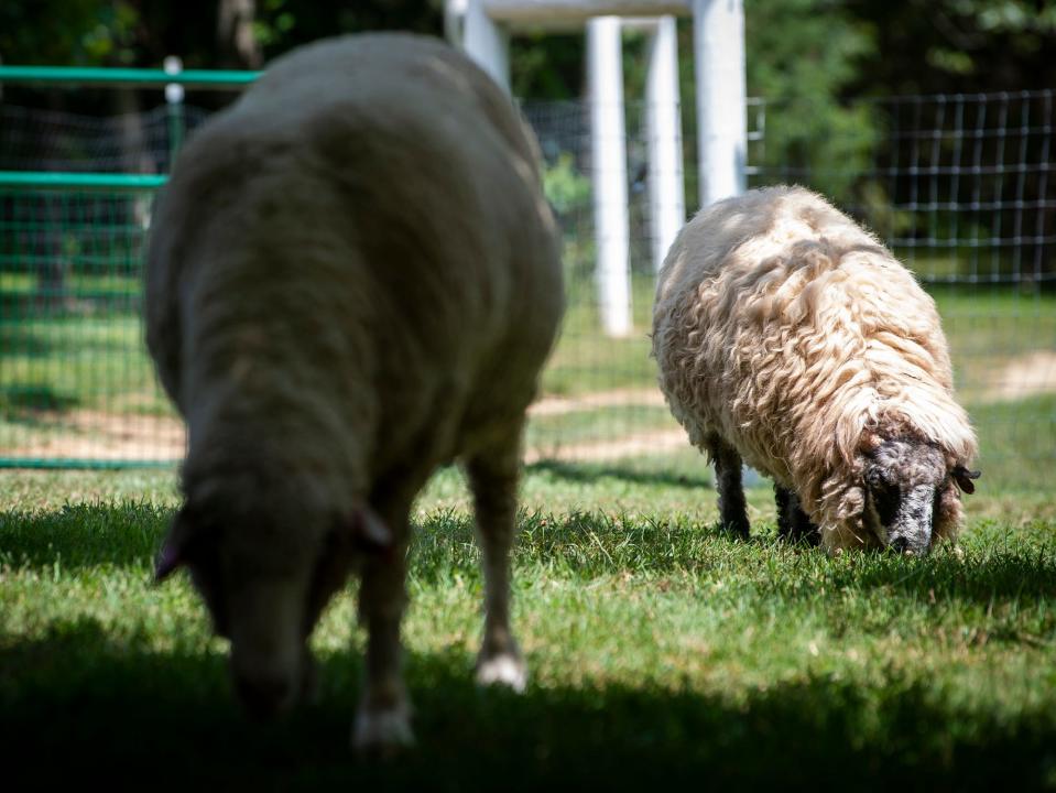 Sheep graze at Plumpy's Peaceful Pastures on Thursday, Aug. 3, 2023.