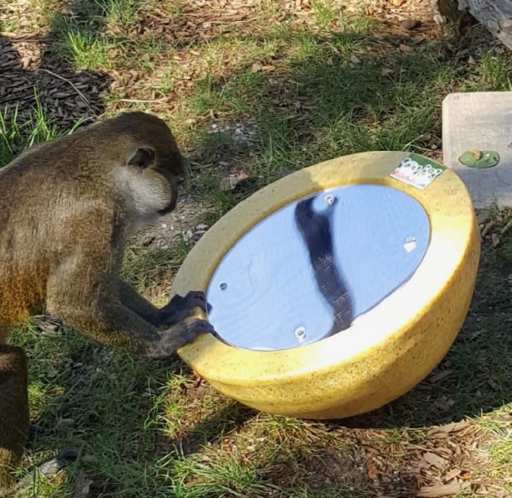 Swamp monkey with rocky lou mirror (Niabi Zoo)