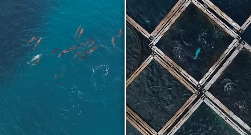 Left - the white dolphin swimming in its pod. Right - the dolphin in captivity.