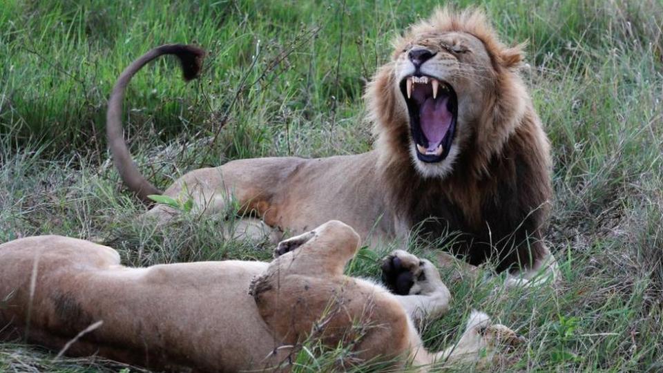 An African lion (Panthera Leo) yawns as a lioness lays on her back after mating in the Maasai Mara game reserve, near the Kenya-Tanzania border in Narok county, Kenya April 19, 2024.