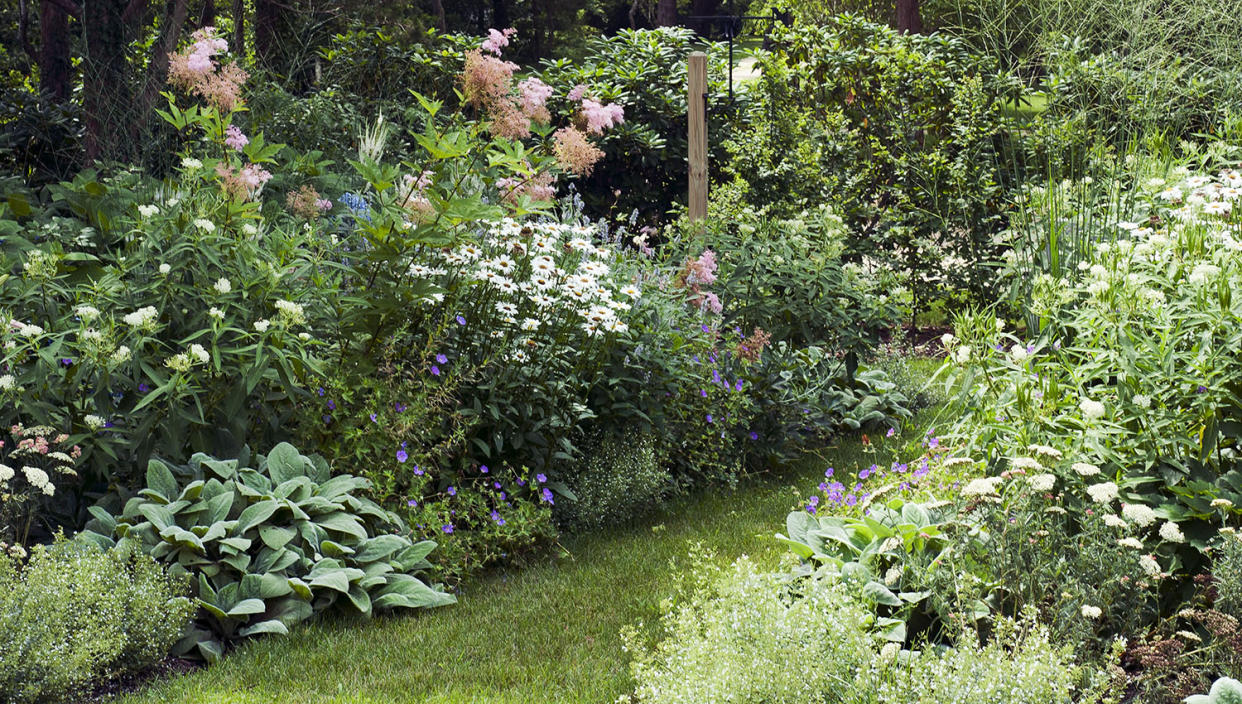  Flower garden with large pink rose bush. 