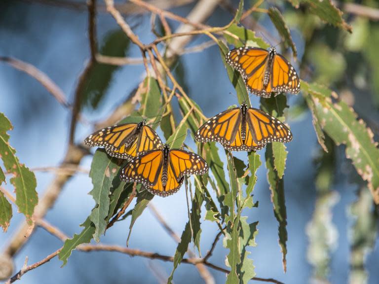 Mexico border wall: Demolition of US National Butterfly Centre begins to make way for barrier